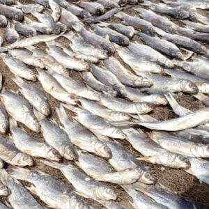 Tambadiang 1000f cfa /kg en gros et en détail