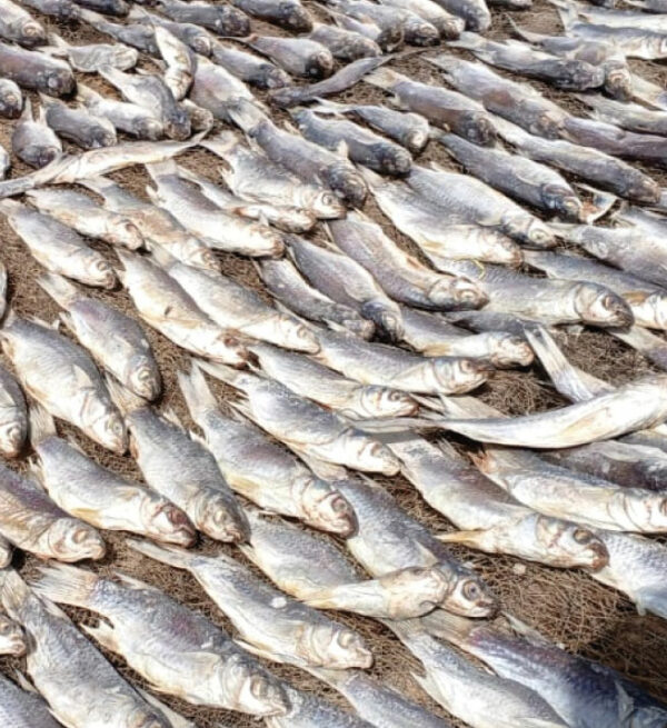 Tambadiang 1000f cfa /kg en gros et en détail